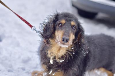 雪道さんぽ