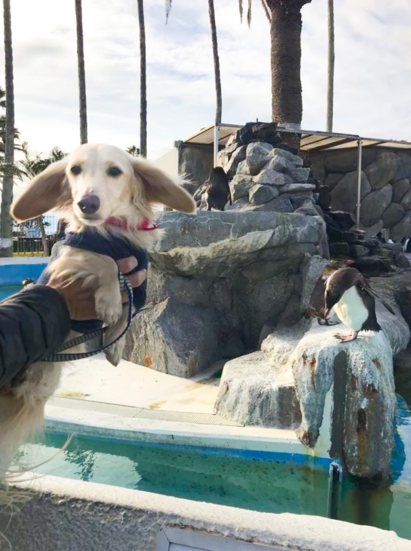 え、ペンギンどこにいるの？？？