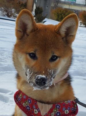 雪大好き♪