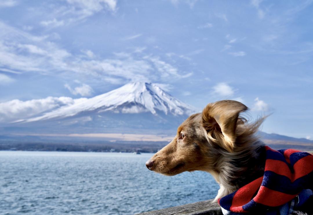 山中湖からの冬富士