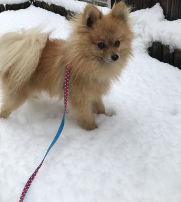 初めての雪