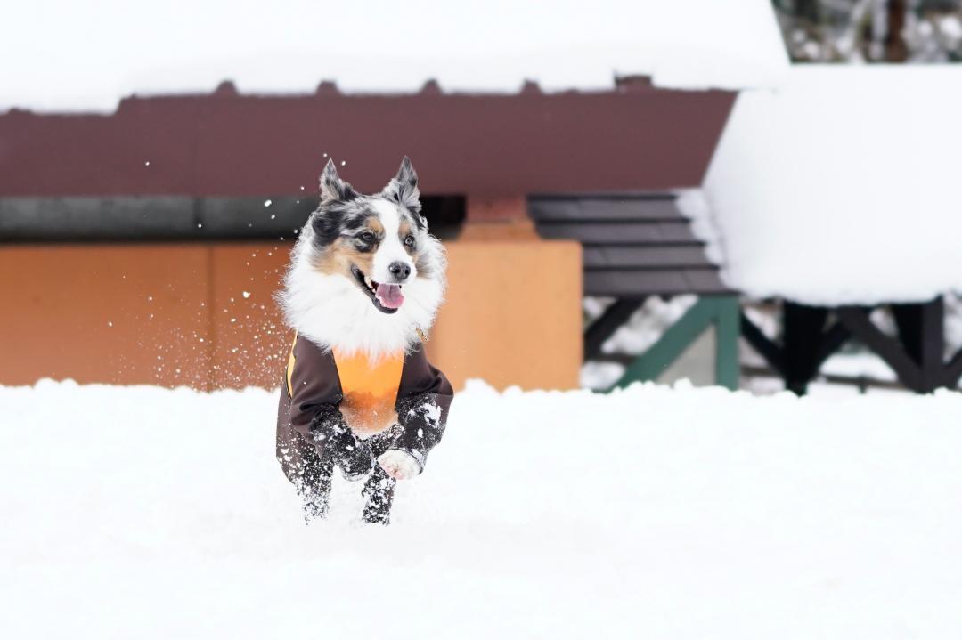 雪サイコー