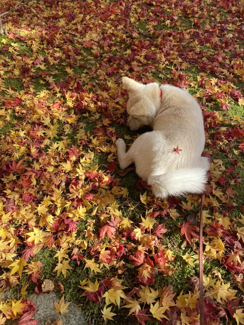 紅葉の絨毯に乗せられて