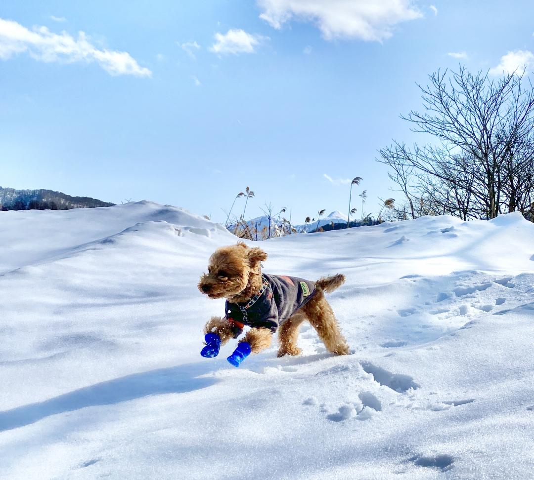 雪遊び