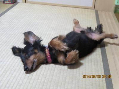 無防備な姿に癒される～