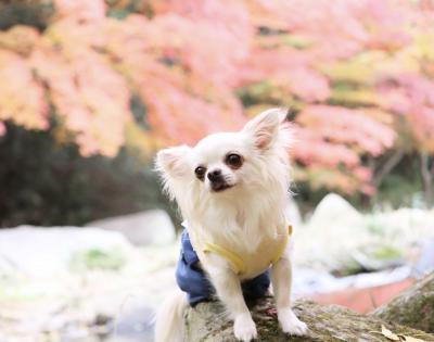 紅葉バックにハイポーズ