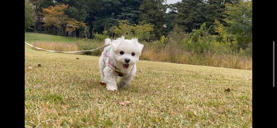 久しぶりの公園