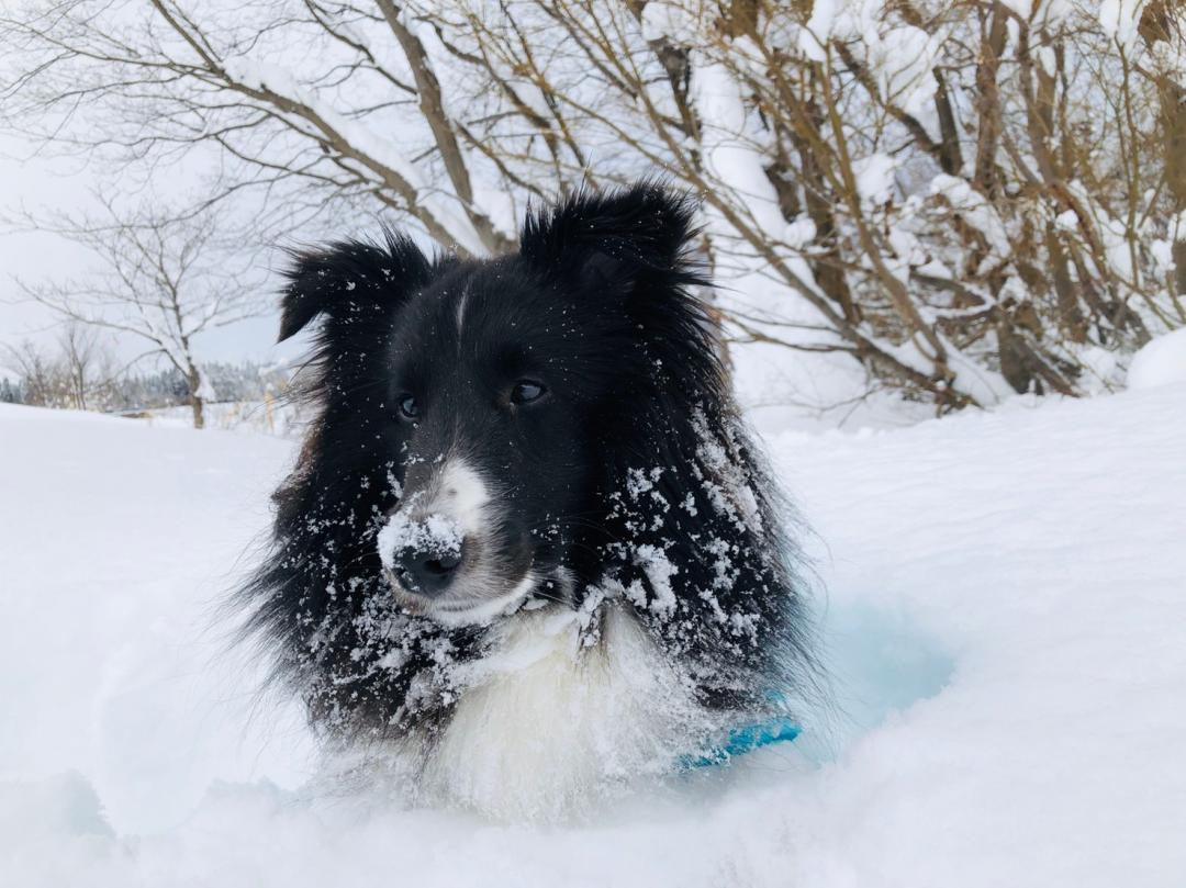 雪❄️大～好き