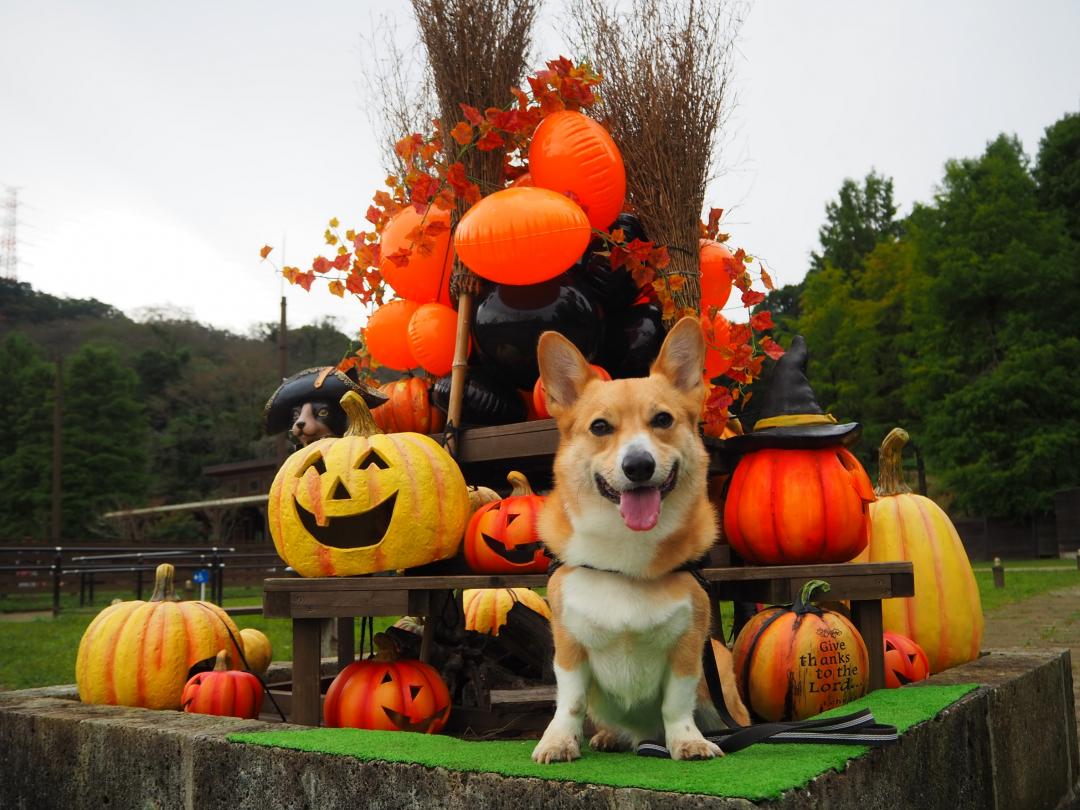 ドッグランでハロウィン満喫