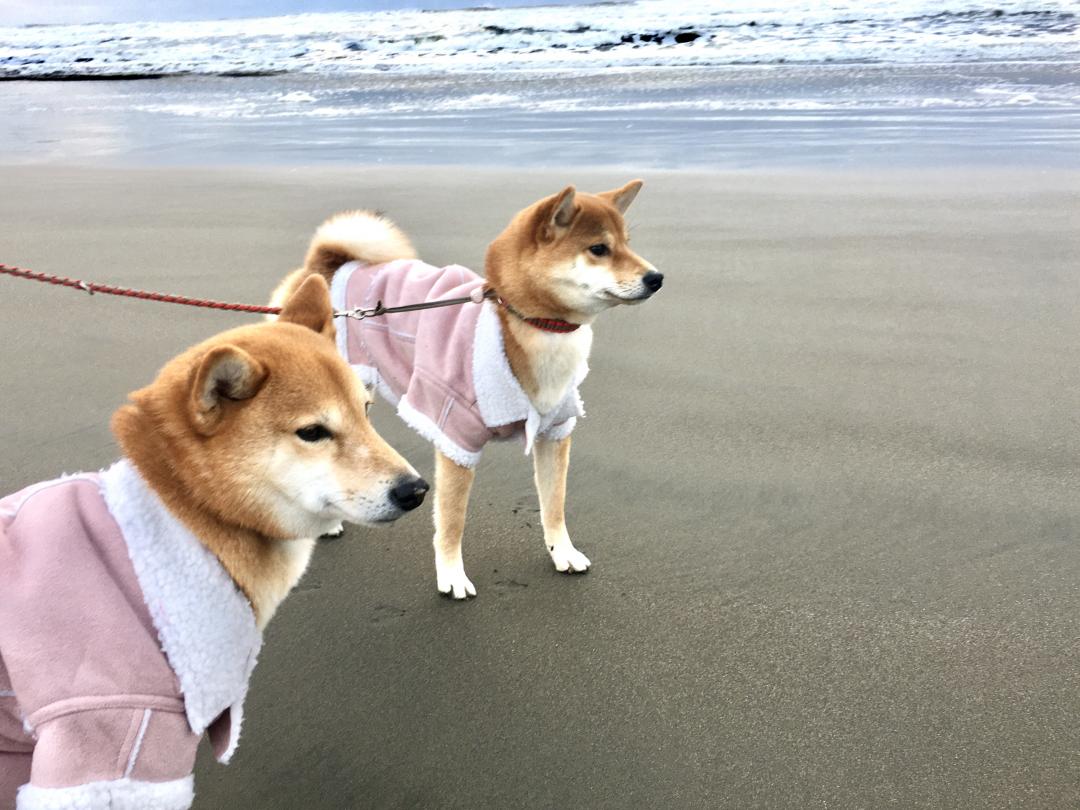 初日の出より柴だよね