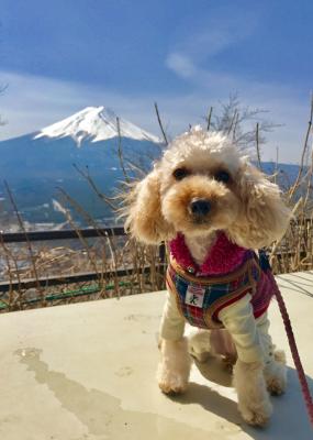富士山と富士カット
