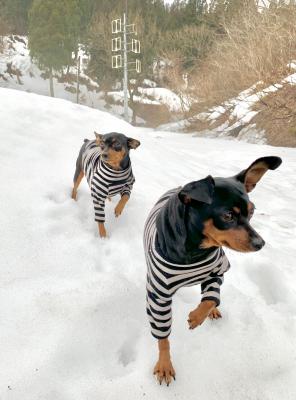 うちなー犬の初雪体験