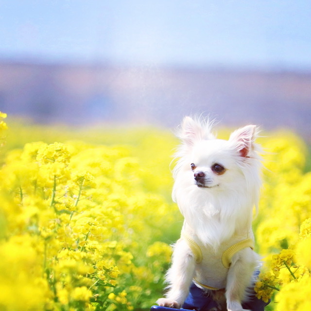 菜の花畑の中で