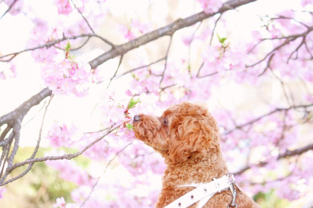 春の香り