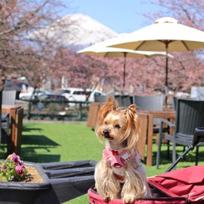 富士山と河津桜