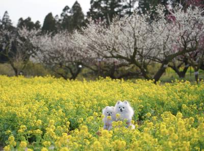 菜の花に包まれて