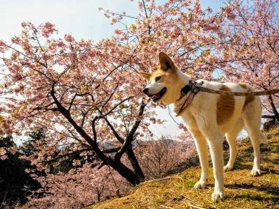 河津桜いっぱい～