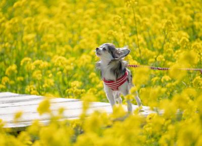 春の香り