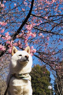 河津桜と愛犬琥珀