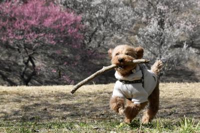 これ投げてー！