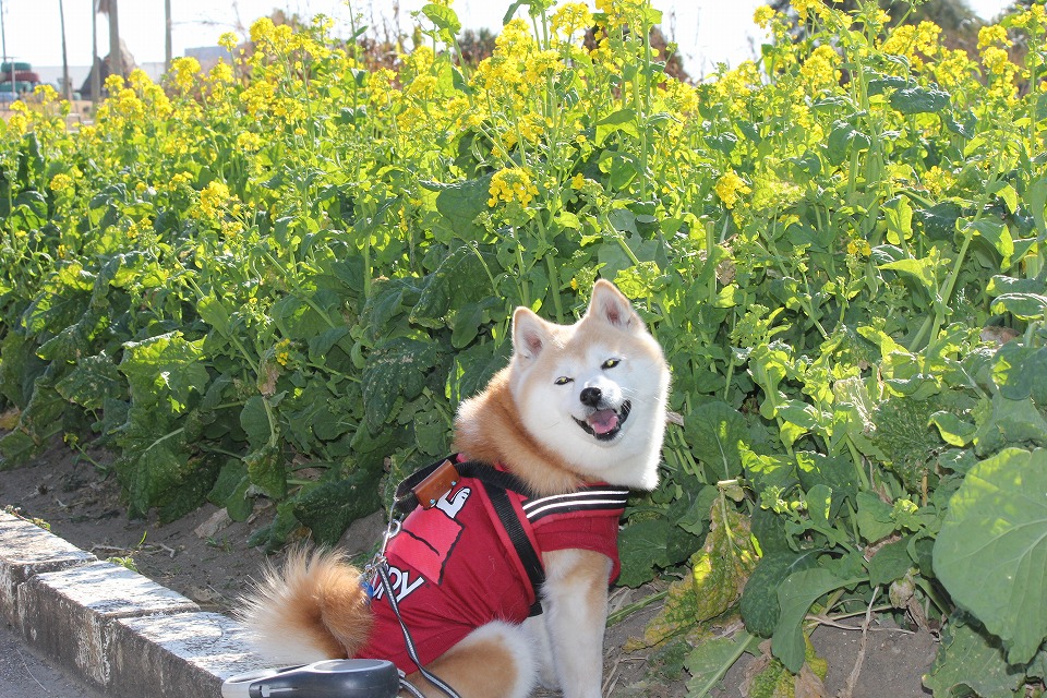 菜の花と柴犬