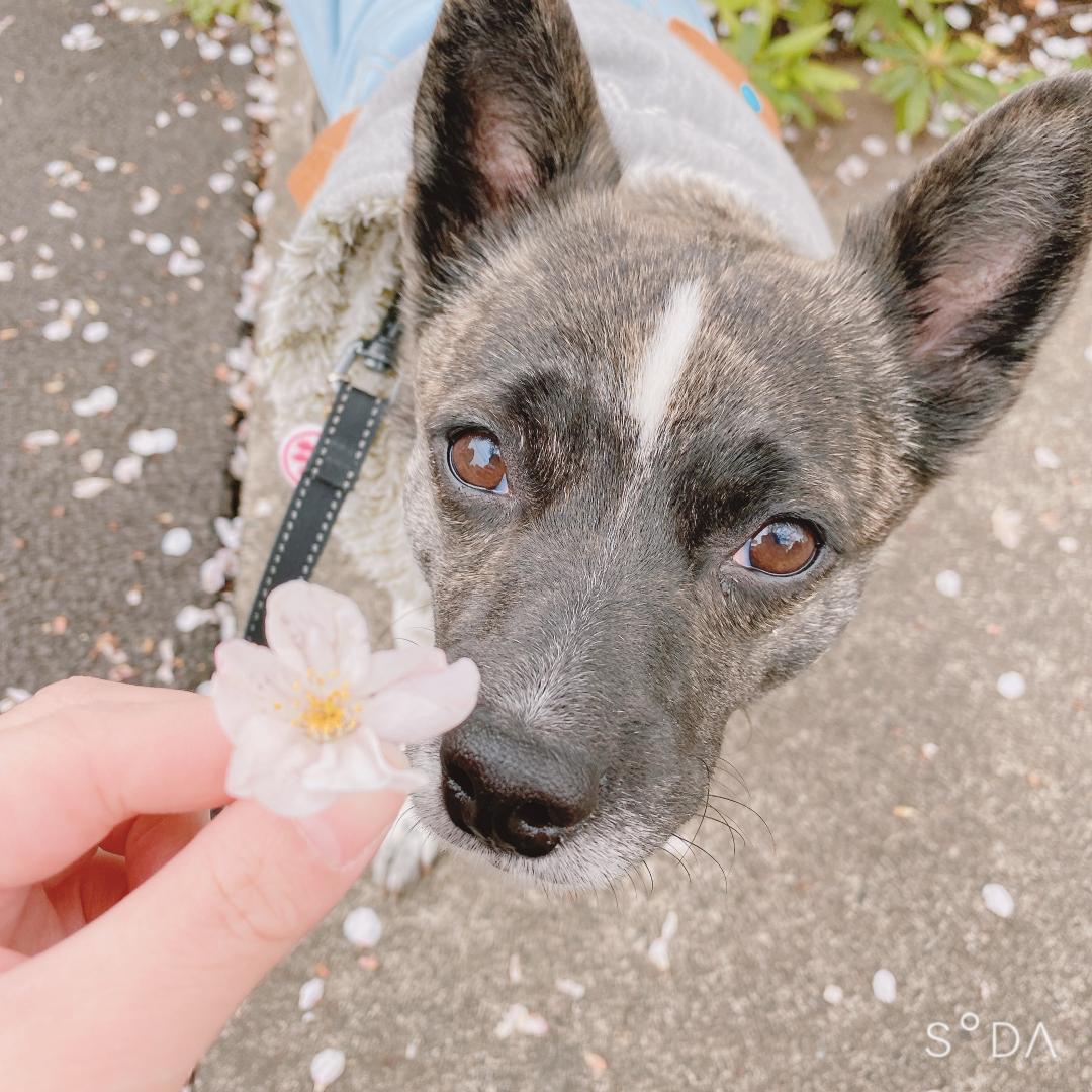 落ちてた綺麗な桜