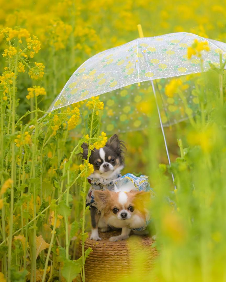 雨の菜の花畑