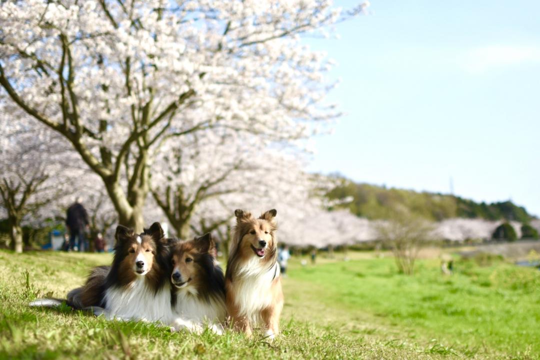 満開の桜と満開の笑顔