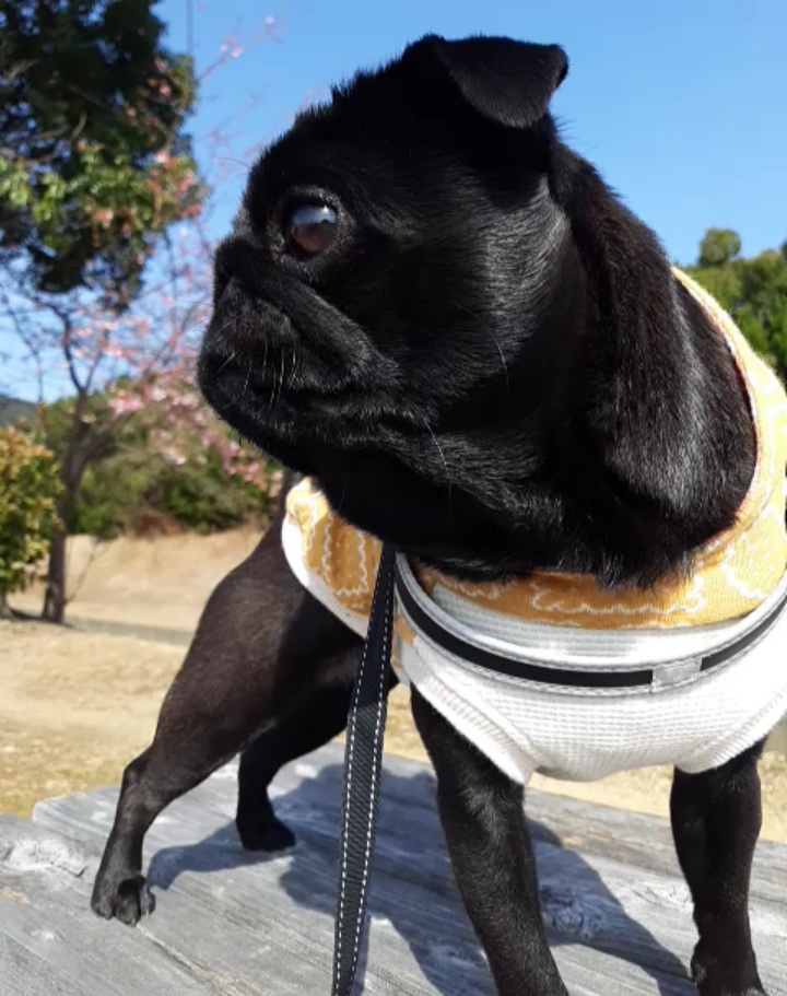 河津桜を見に行ったよ