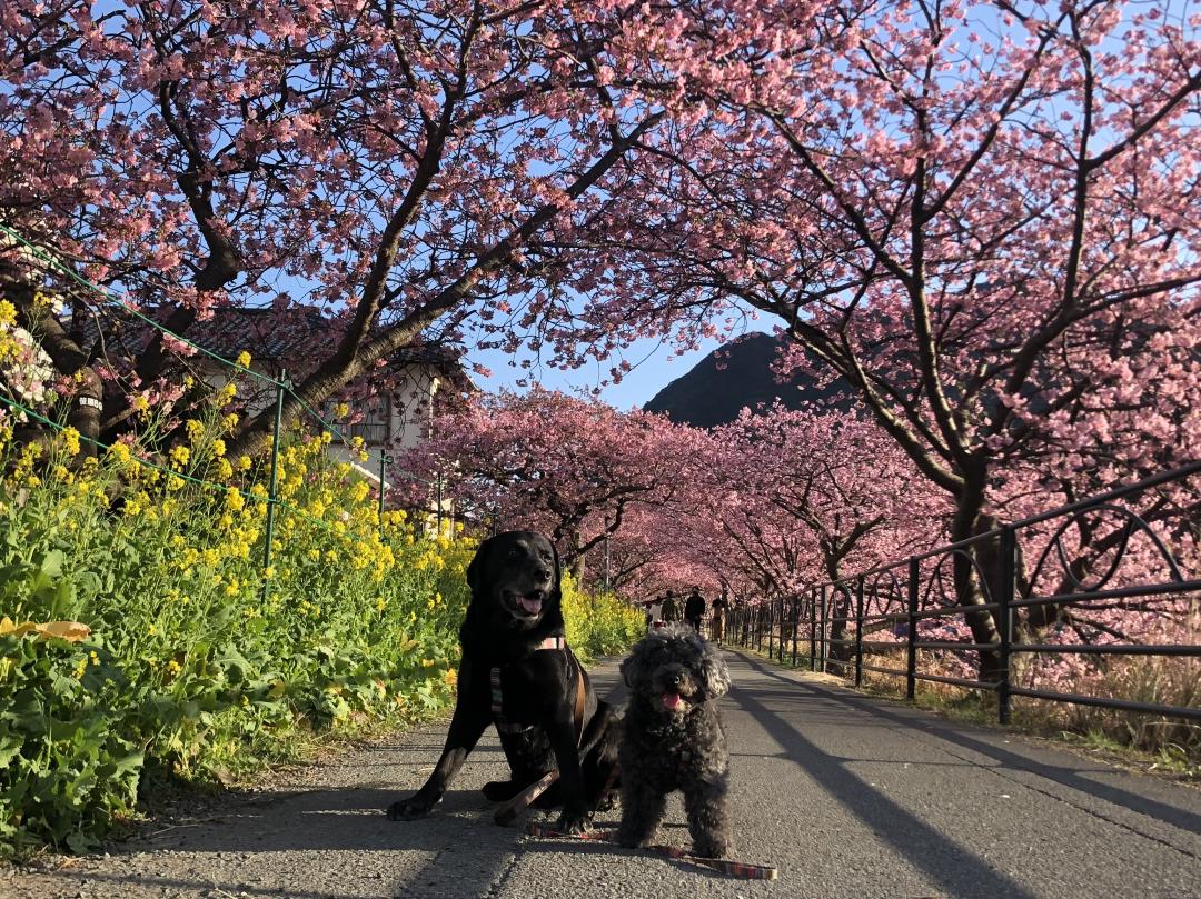 河津桜