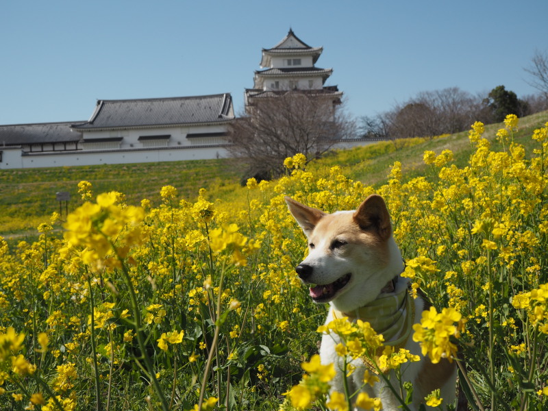 お城の春～