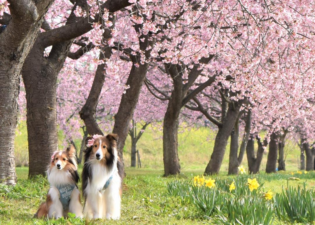 桜の花と耳飾り