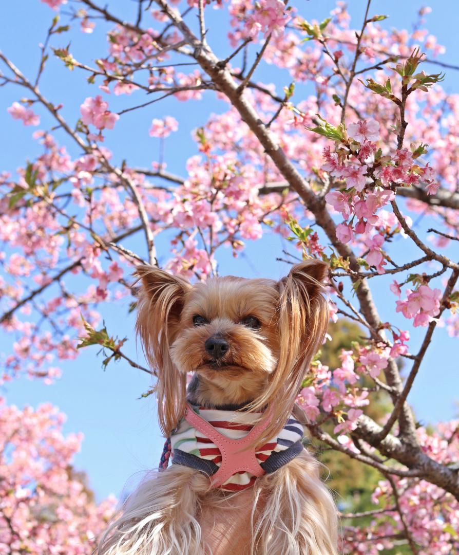 青空と桜