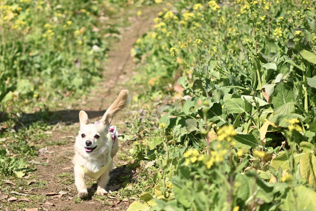 菜の花畑を駆け回る