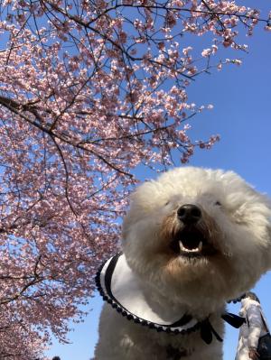 ひと足早い春　美和桜