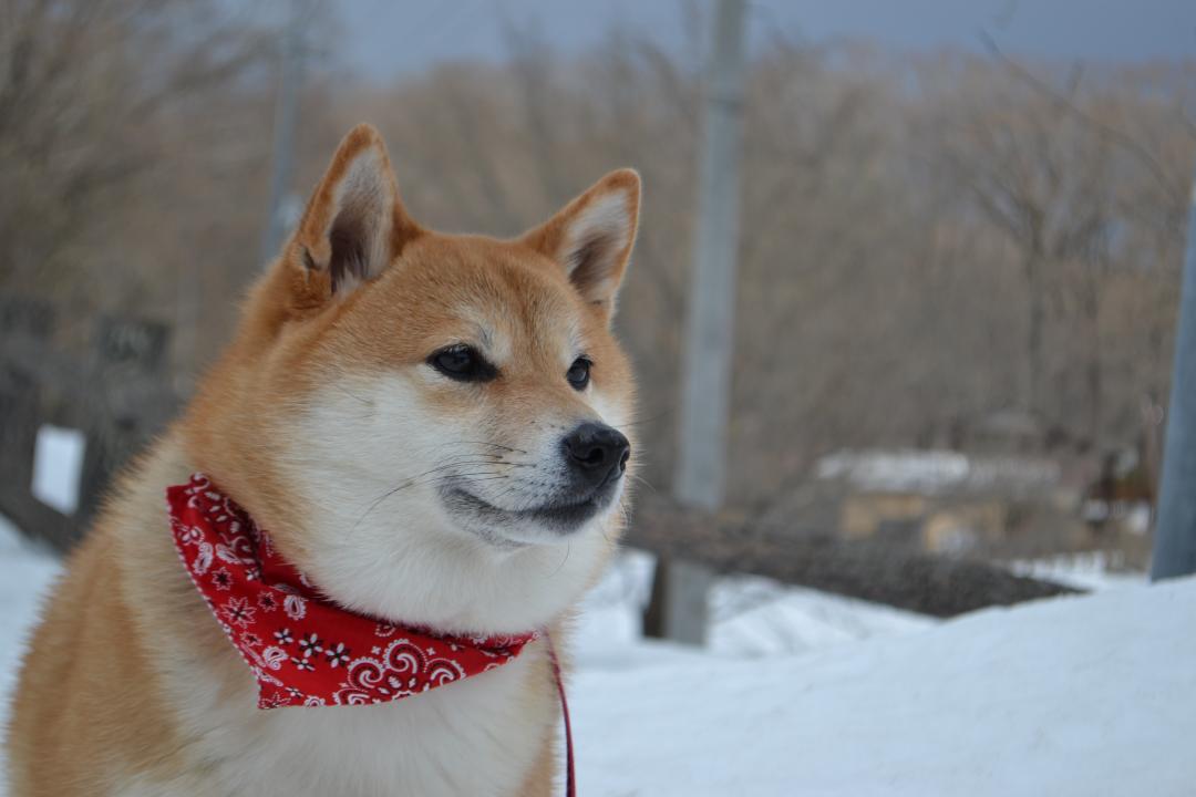 まだ雪積もってたね