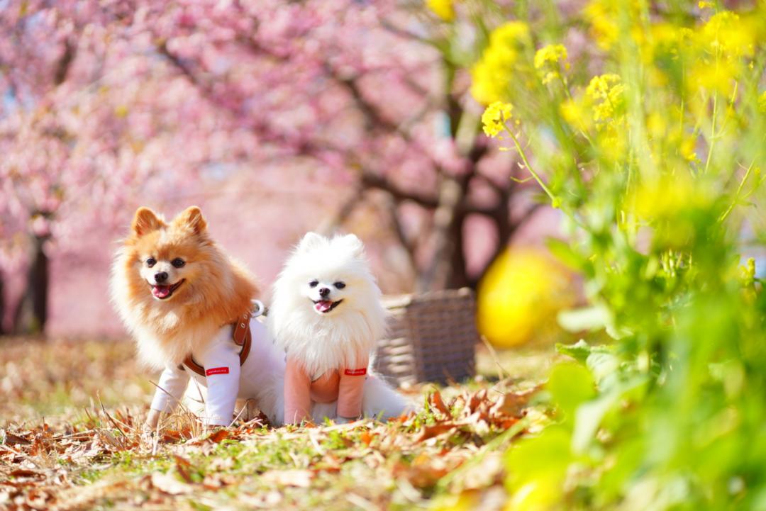 河津桜と菜の花