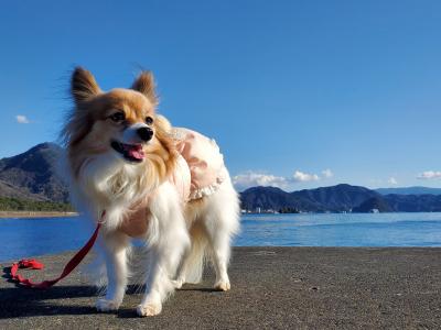 海散歩は最高だよ