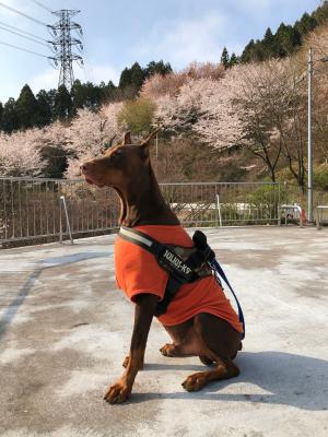 桜をバックに