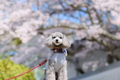 心地よい春風～