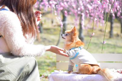 春の香りの中でのオヤツは最高