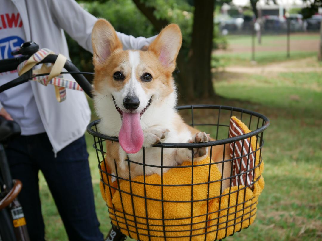 ちょっとそこまでサイクリング