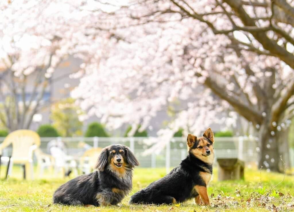 満開の桜の下で