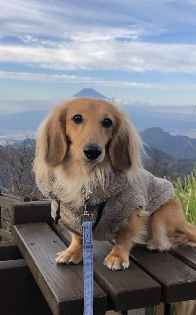 富士山帽子