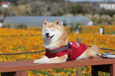 ポピーと柴犬