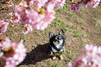 河津桜