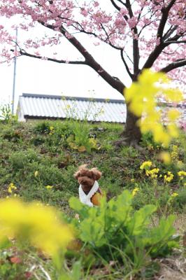 桜と菜の花とくぅちゃん