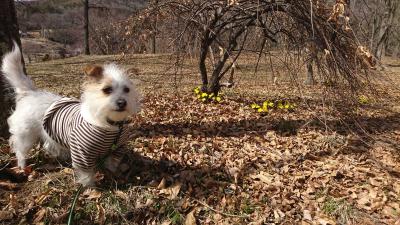愛犬と福寿草。もうすぐ春