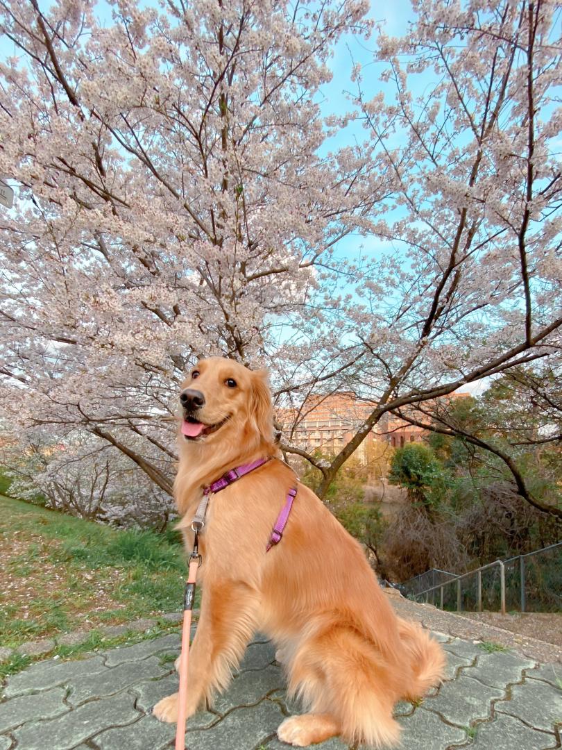 お散歩コースの桜