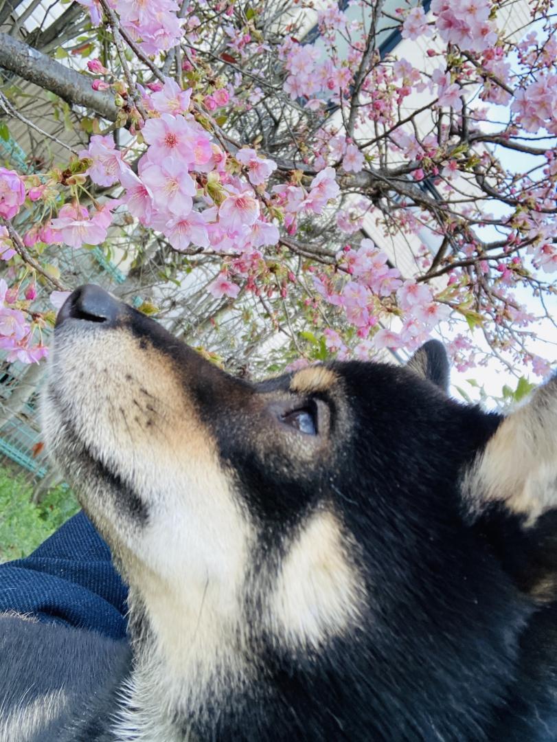 初めてのお花見